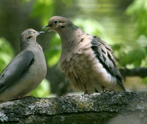 Gołębie, Kamień, Dwa