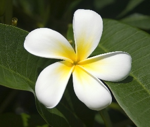 Plumeria