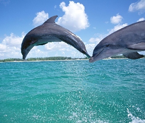 Niebo, Delfiny, Morze