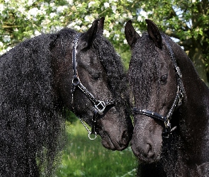 Piękne, Konie, Czarne