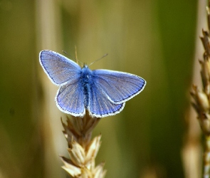 Niebieski, Modraszek, Motyl