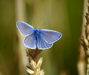 Motyl, Modraszek, Niebieski