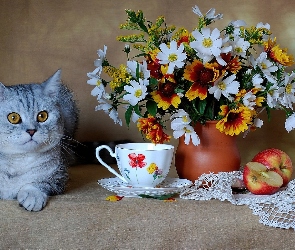 Kot, Jabłko, Wazon, Filiżanka, Kwiaty