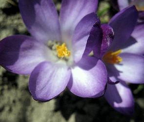 Krokusy, Fioletowe