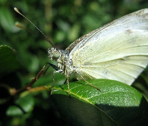 Motyl, Liść