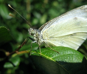 Liść, Motyl