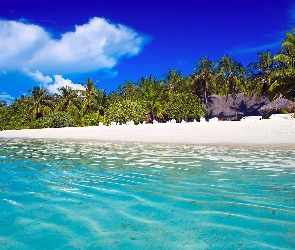 Malediwy, Palmy, Morze, Plaża