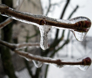 Gałęzie, Lód
