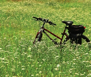 Rower, Kwiaty, Łąka