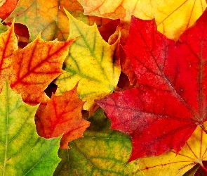 Kolorowe, Jesieni, Liście
