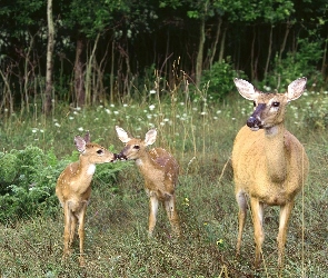 Młode, Las, Polana, Sarenki