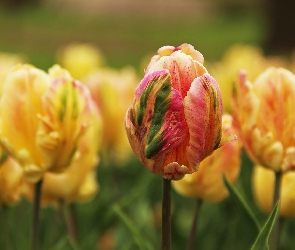 Tulipany, Płatki, Postrzępione