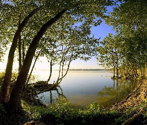 Jezioro, Światło, Przebijające, Las