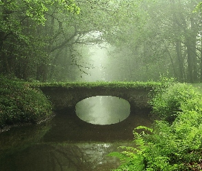 Rzeka, Paprocie, Most, Mgła, Las