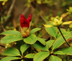 Kwiat, Czerwony, Rododendron, Krzew