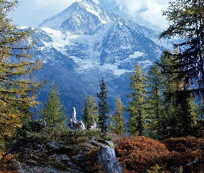 Las, Góry