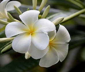 Liście, Plumeria, Kwiat, Biały