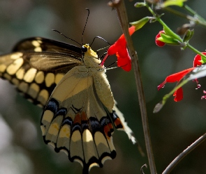 Kwiatuszki, Paź królowej, Motyl, Roślinka, Czerwone