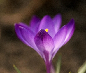 Fioletowe, Krokusy