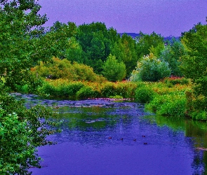 Rzeka, Góry, Las, Kaczki