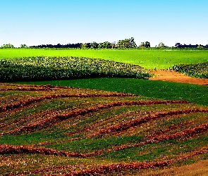 Światło, Przebijające, Skoszona, Pola, Łąka, Drzewa