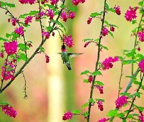 Koliber, Kwiaty, Gałązki