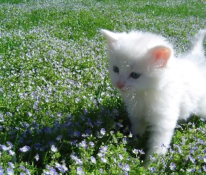 Biały, Kot turecka angora, Mały