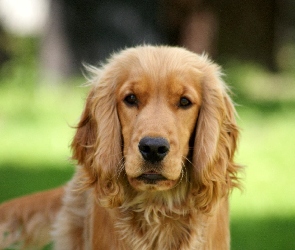 Cocker, Spaniel