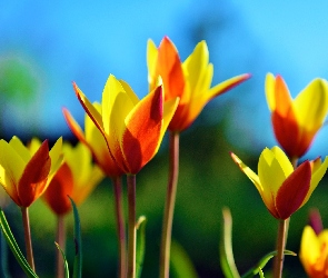 Pomarańczowo, Tulipany, Żółte