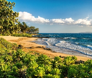 Hawaje, Zieleń, Ocean, Plaża