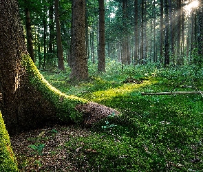 Słońca, Promienie, Stary, Las