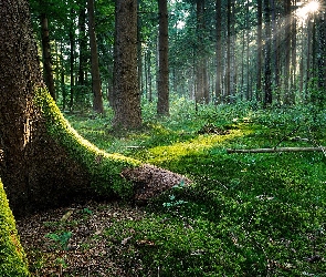 Stary, Słońca, Promienie, Las