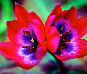 Pręciki, Tulipan, Podwójny, Kwiat