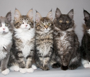 Kotków, Maine Coon, Pięć