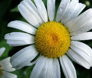 Margaretki