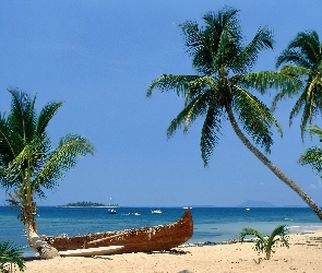Plaża, Palmy