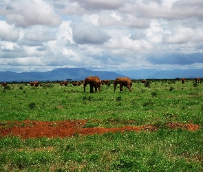 Stado, Kenia, Słoni