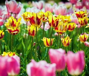 Kolorowe, Tulipany