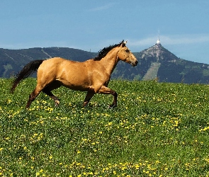 Koń, Góry, Kwiatki, Łąka