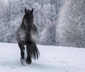 Zima, Koń