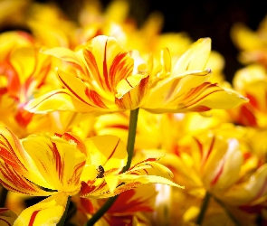 Rozkwitnięte, Tulipany, Żółte