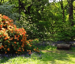 Rododendrony, Ścieżka, Kwitnące, Park, Krzewy, Kwiaty