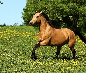 Koń, Kwiatki, Łąka, Żółte, Bieg