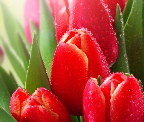 Czerwone, Rosa, Tulipany
