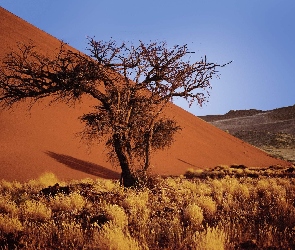 Pustynia, Namibia, Sucha, Roślinność, Piasek