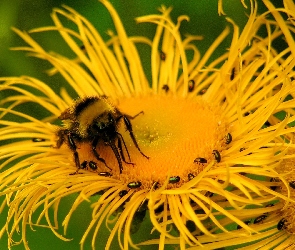 Makro, Kwiat, Pszczoła, Żółty