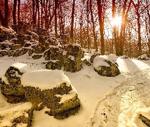 Snieg, Słońce, Kamienie, Drzewa