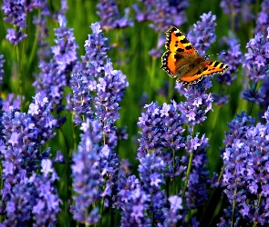 Motyl, Rusałka pokrzywnik, Lawenda