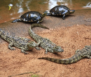 Krokodyle, Żółwie, Młode