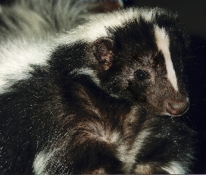 Zwyczajny, Skunks, Czarno, Biały